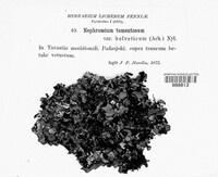 Nephromium tomentosum image